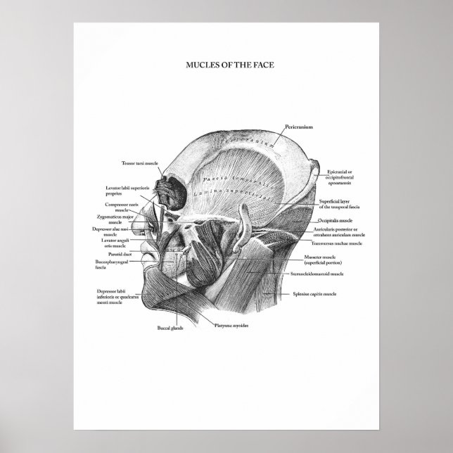Anatomy of Facial Muscles Poster (Front)