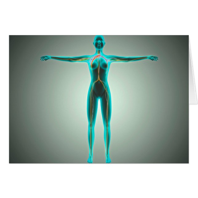 Anatomy Of Female Body With Arteries And Veins (Front Horizontal)