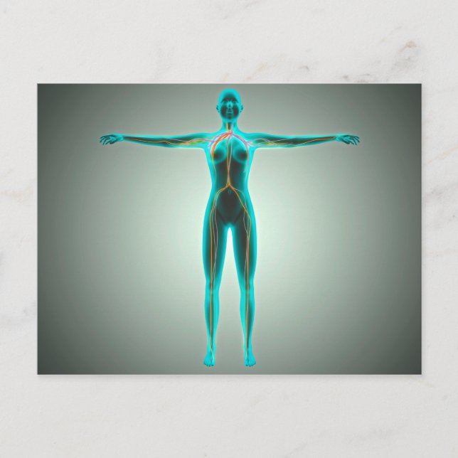 Anatomy Of Female Body With Arteries And Veins Postcard (Front)