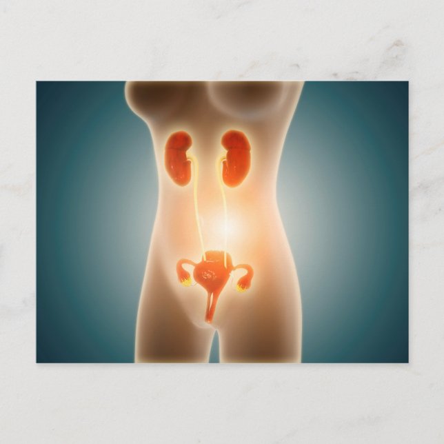 Anatomy Of Female Body With Reproductive Organs Postcard (Front)