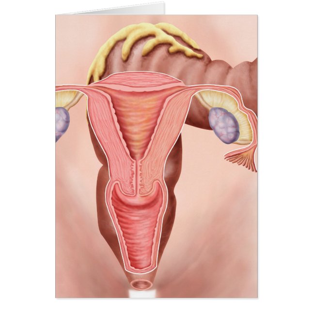 Anatomy Of Female Reproductive System 2 (Front)