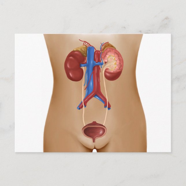 Anatomy Of Female Urinary System Postcard (Front)