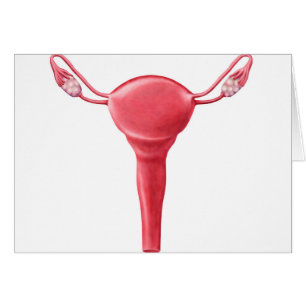 Anatomy Of Female Uterus 2