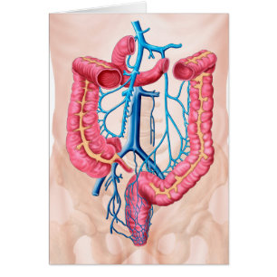 Anatomy Of Human Abdominal Vein System