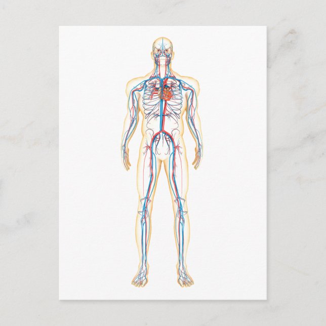 Anatomy Of Human Body And Circulatory System Postcard (Front)