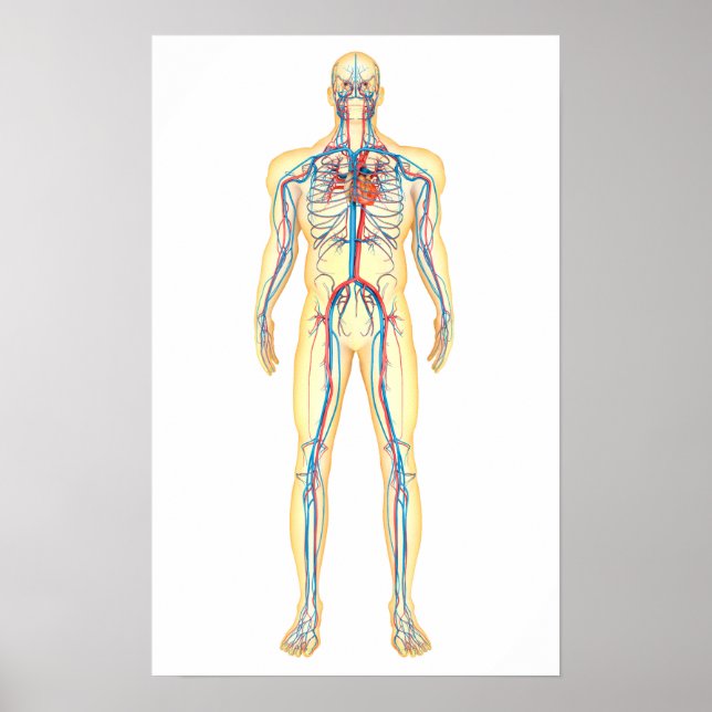 Anatomy Of Human Body And Circulatory System Poster (Front)