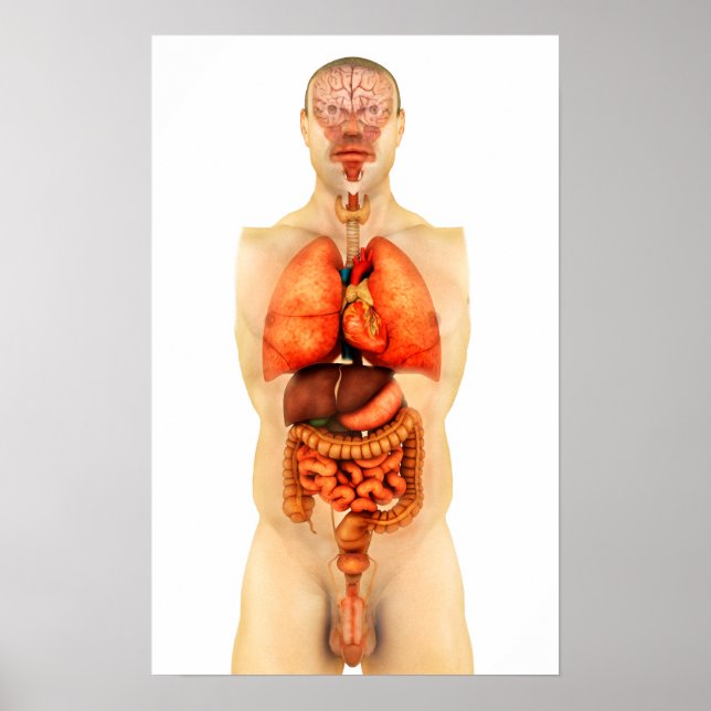 Anatomy Of Human Body Showing Whole Organs 1 Poster (Front)