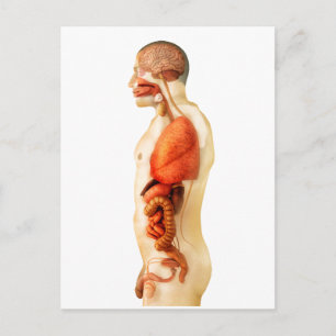 Anatomy Of Human Body Showing Whole Organs 2 Postcard