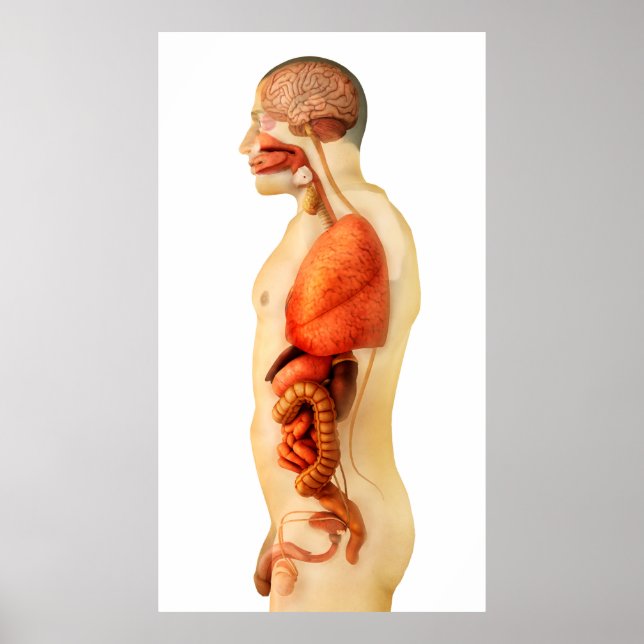 Anatomy Of Human Body Showing Whole Organs 2 Poster (Front)