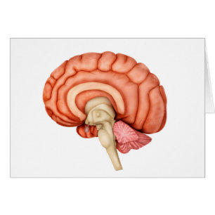 Anatomy Of Human Brain, Side View 1