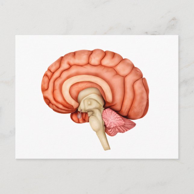 Anatomy Of Human Brain, Side View 1 Postcard (Front)
