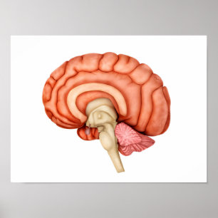 Anatomy Of Human Brain, Side View 1 Poster