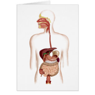 Anatomy Of Human Digestive System