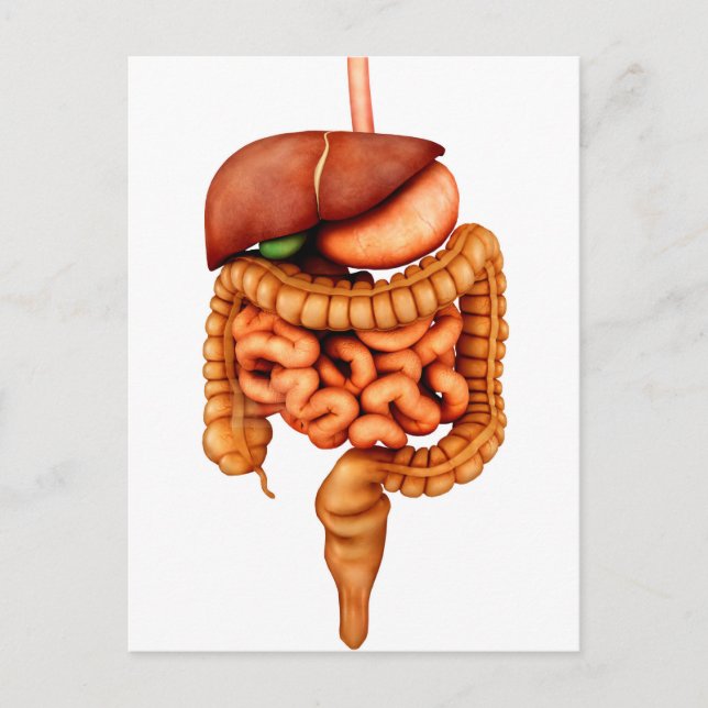 Anatomy Of Human Digestive System, Front View Postcard (Front)