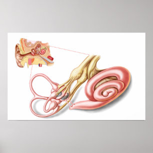 Anatomy Of Human Ear, Membranous Labyrinth Poster