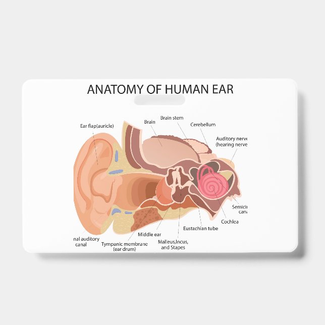 Anatomy of human ears ID badge (Front)