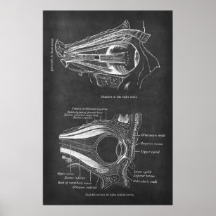 Anatomy of Human Eye Muscles of Right Orbit Poster