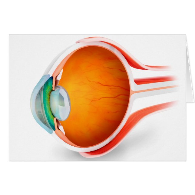 Anatomy Of Human Eye, Perspective (Front Horizontal)