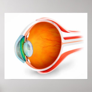 Anatomy Of Human Eye, Perspective Poster