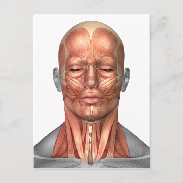 Anatomy Of Human Face And Neck Muscles, Front Postcard (Front)