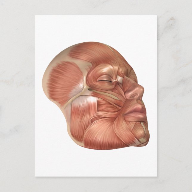 Anatomy Of Human Face Muscles Postcard (Front)