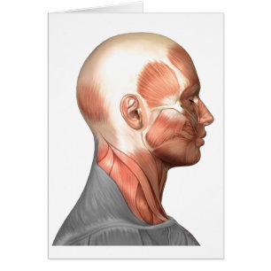 Anatomy Of Human Face Muscles, Side View