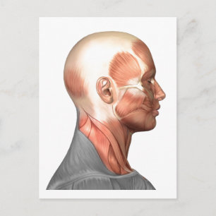 Anatomy Of Human Face Muscles, Side View Postcard