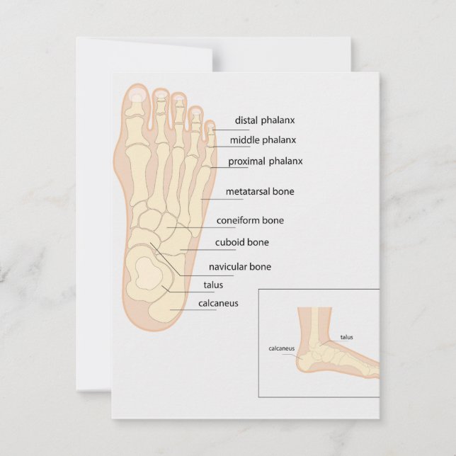 Anatomy of human foot  card (Front)