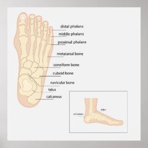 Anatomy of human foot  poster