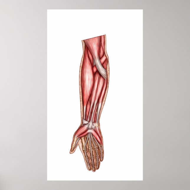 Anatomy Of Human Forearm Muscles 2 Poster (Front)