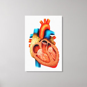 Anatomy Of Human Heart, Cross Section Canvas Print