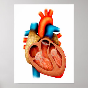 Anatomy Of Human Heart, Cross Section Poster