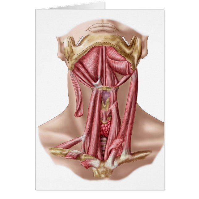 Anatomy Of Human Hyoid Bone And Neck Muscles (Front)