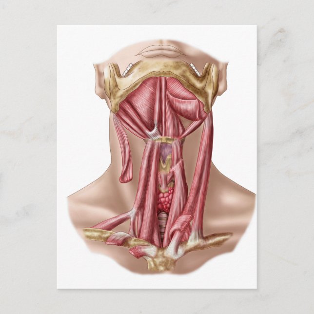 Anatomy Of Human Hyoid Bone And Neck Muscles Postcard (Front)