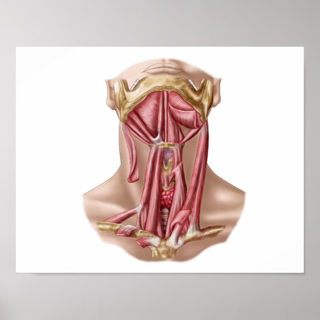 Anatomy Of Human Hyoid Bone And Neck Muscles Poster (Front)