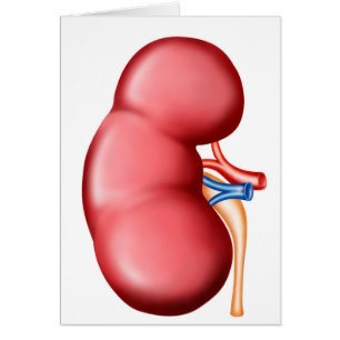 Anatomy Of Human Kidney