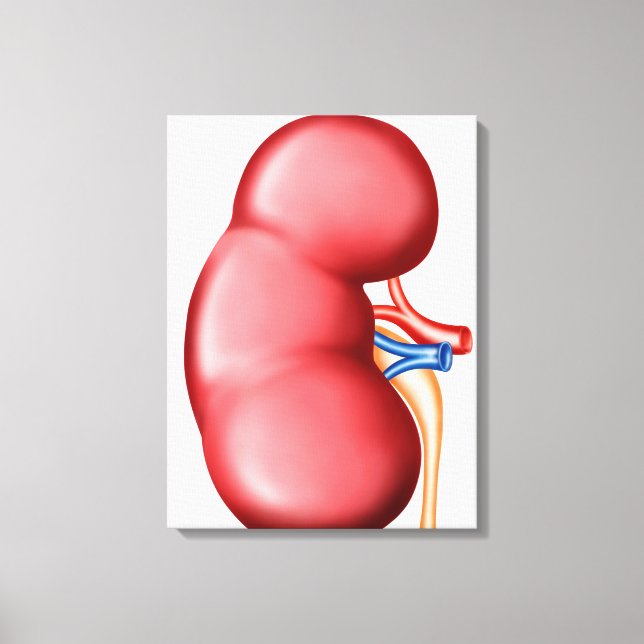 Anatomy Of Human Kidney Canvas Print (Front)