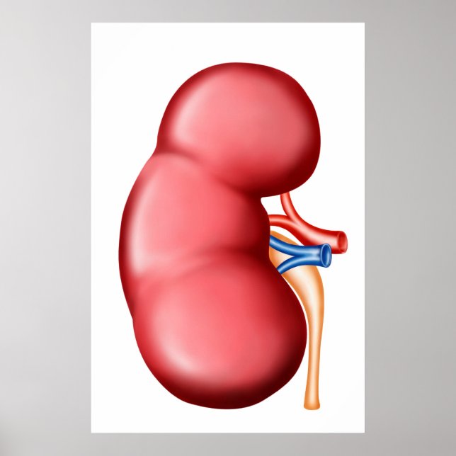 Anatomy Of Human Kidney Poster (Front)