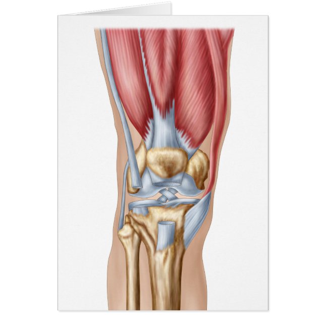 Anatomy Of Human Knee Joint (Front)