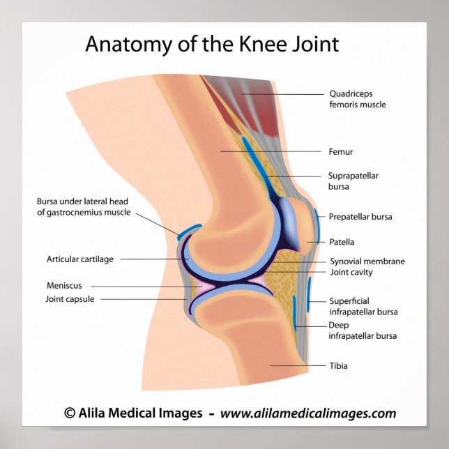 Anatomy of human knee joint poster (Front)