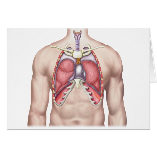 Anatomy Of Human Lungs In Situ (Front Horizontal)
