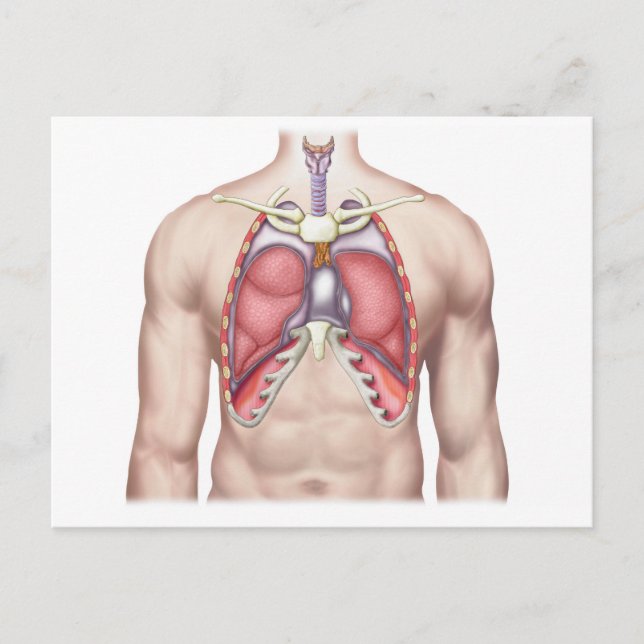 Anatomy Of Human Lungs In Situ Postcard (Front)