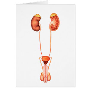 Anatomy Of Human Male Urinary System, Front View