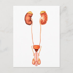 Anatomy Of Human Male Urinary System, Front View Postcard