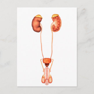 Anatomy Of Human Male Urinary System, Front View Postcard