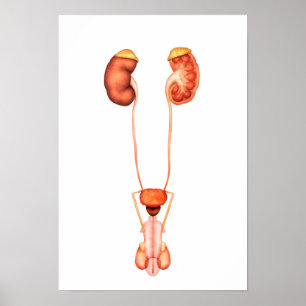 Anatomy Of Human Male Urinary System, Front View Poster