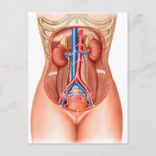 Anatomy Of Human Organs Postcard