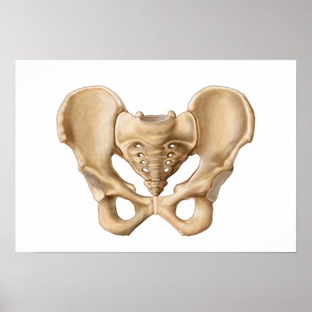 Anatomy Of Human Pelvic Bone 1 Poster (Front)