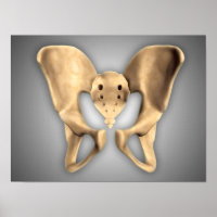 Anatomy Of Human Pelvic Bone 2