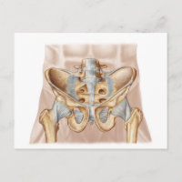 Anatomy Of Human Pelvic Bone And Ligaments
